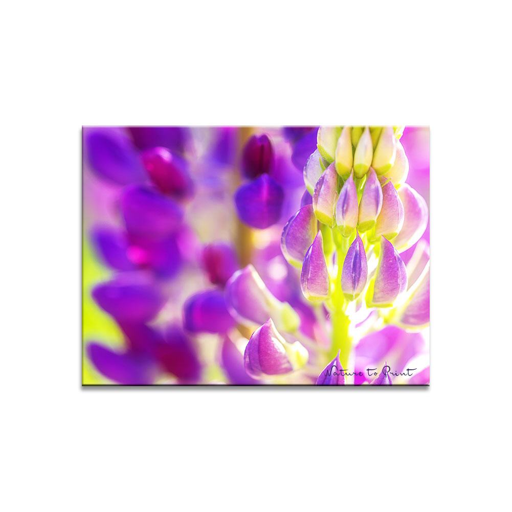 Violette Lupine Blumenbild auf Leinwand, Kunstdruck oder FineArt