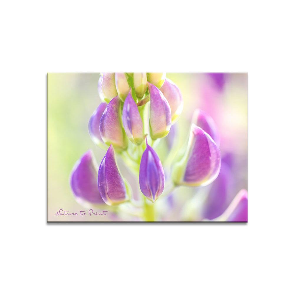 Pantöffelchen einer violetten Lupine Blumenbild auf Leinwand, Kunstdruck oder FineArt