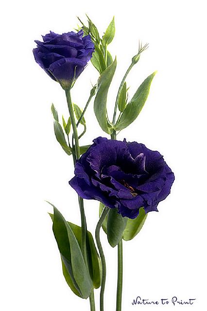 Blumenbild Blaue Japanrose