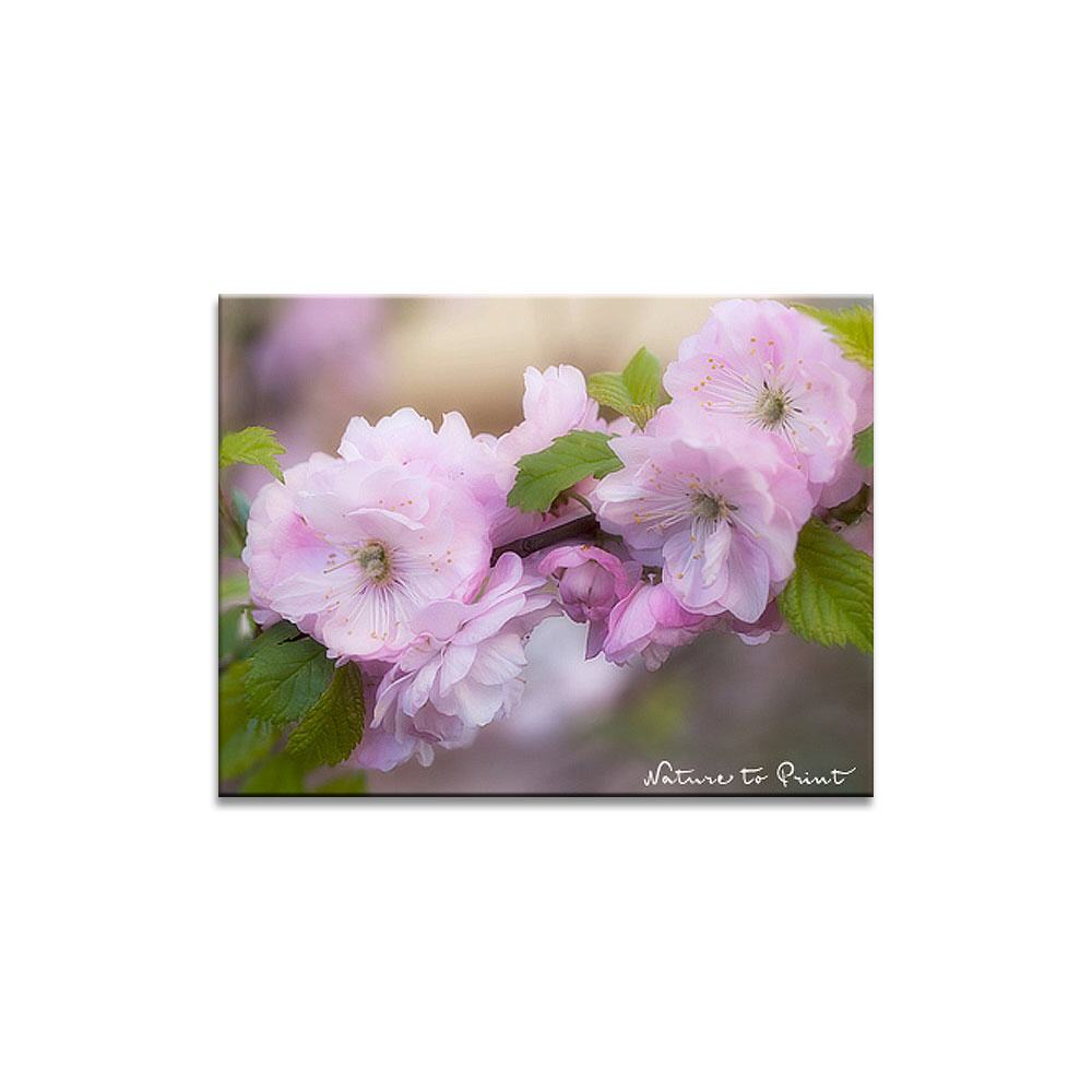 Blumenbild: Romantisch verspielte Mandelblüten