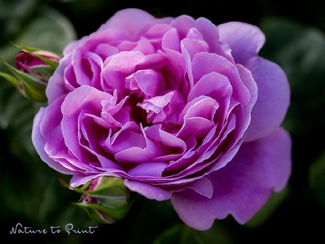 Rosenbild Rose Mary Rose im Schattengarten