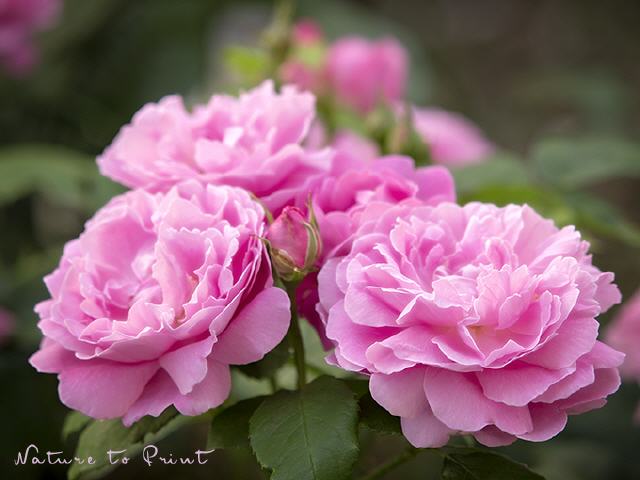 Rosenbild Mary Rose in voller Blüte