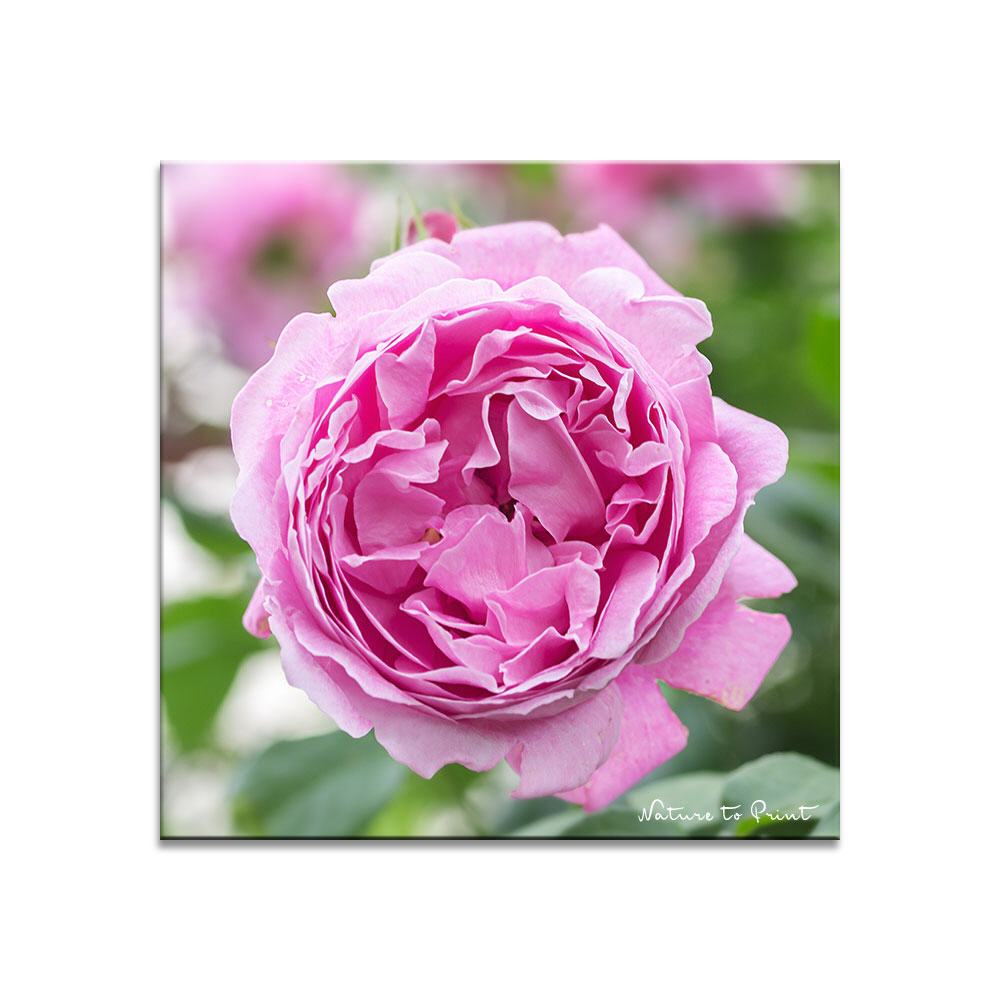 Kuscheln mit Rose Mary Rose | Quadratisches Rosenbild auf Leinwand