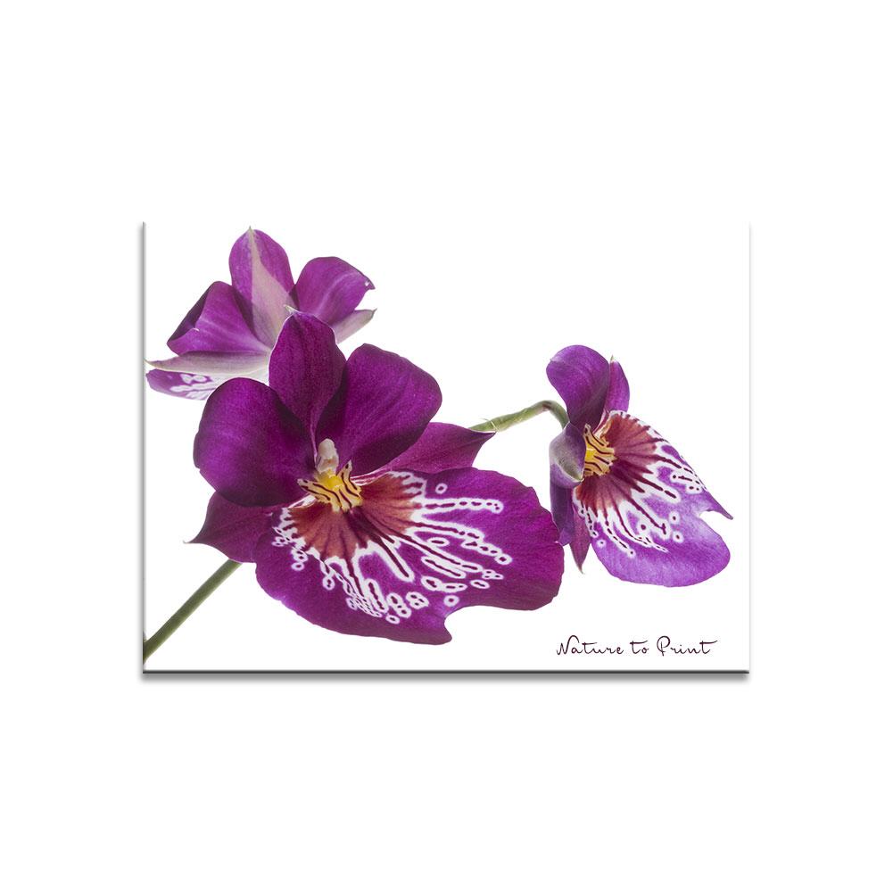 Stiefmütterchen-Orchidee Blumenbild auf Leinwand, Kunstdruck oder FineArt