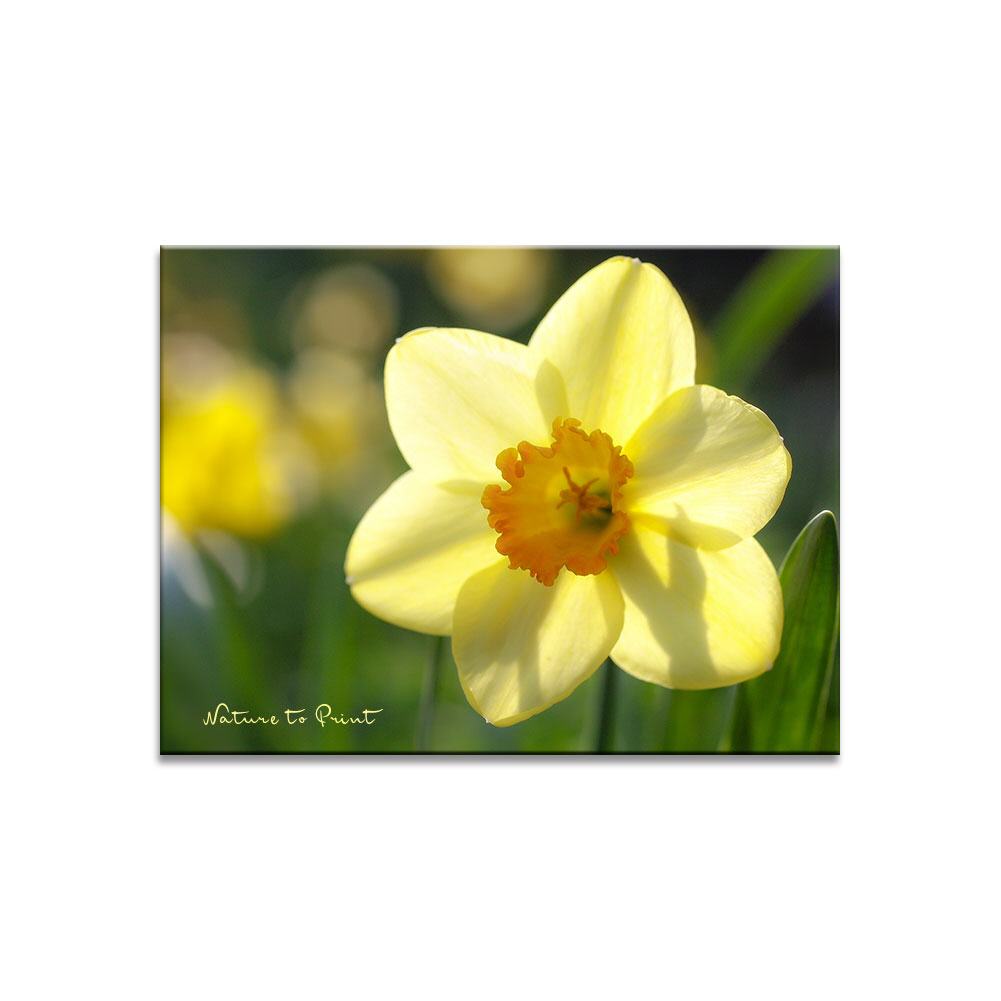 Frühlingsgruß einer Narzisse Blumenbild auf Leinwand, Kunstdruck, Acrylglas, Alu, Kissen