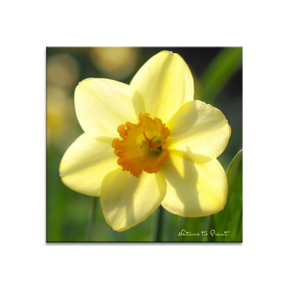 Frühlingsgruß der Narzisse | Blumenbild auf Leinwand, FineArt, Fototapete, Kunstdruck, Blumenkissen