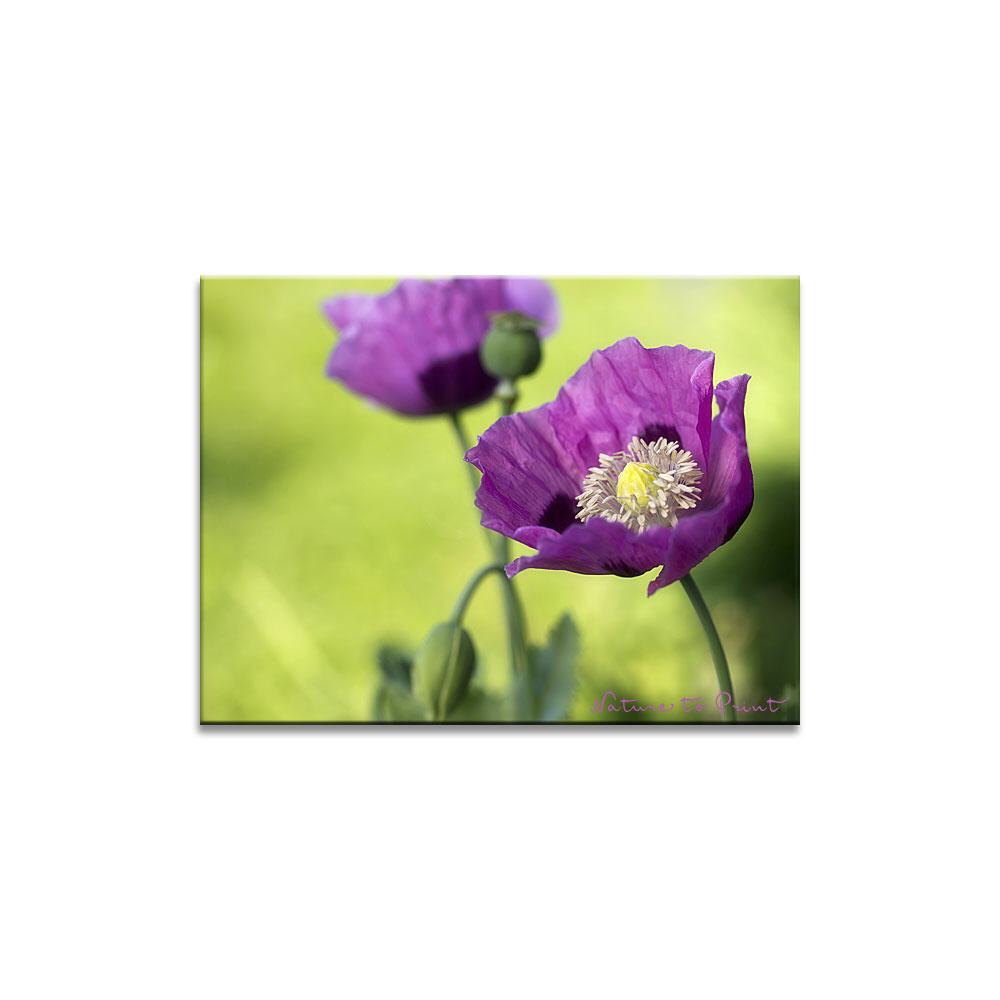 Mohnblumen im Garten | Blumenbild auf Leinwand, Kunstdruck, FineArt, Acrylglas, Alu, Fototapete, Kissen