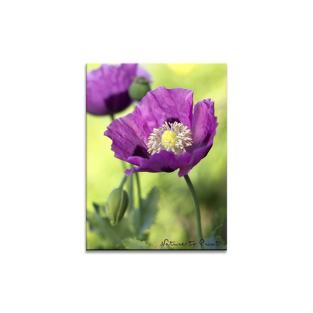 Rosa Schlafmohn im Garten | Blumenbild auf Leinwand, Kunstdruck, FineArt, Acrylglas, Alu, Fototapete, Kissen
