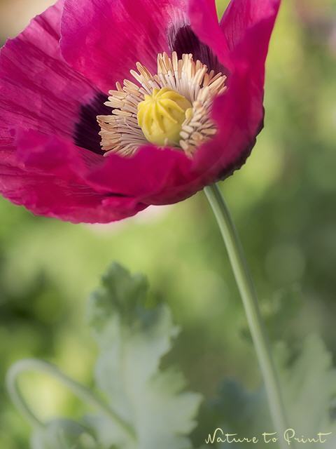 Blumenbild Pinker Mohn