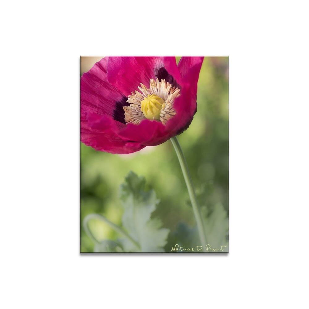 Blumenbild Pinke Mohnblume