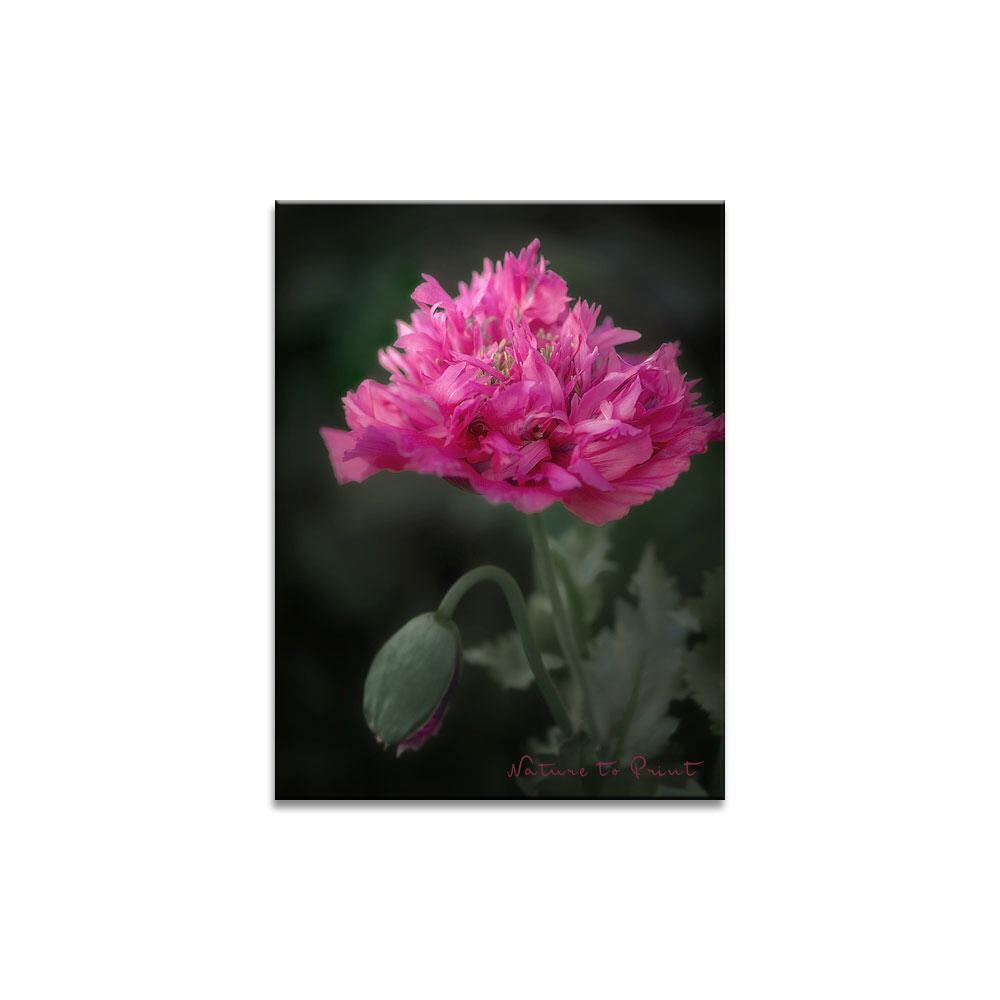 Rosa Pfingstrosenmohn Blumenbild auf Leinwand, Kunstdruck oder FineArt