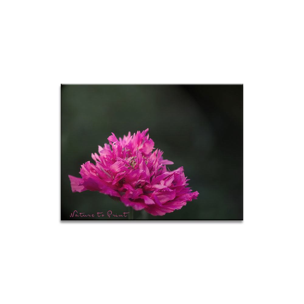 Rosa Päonienmohn Blumenbild auf Leinwand, Kunstdruck oder FineArt