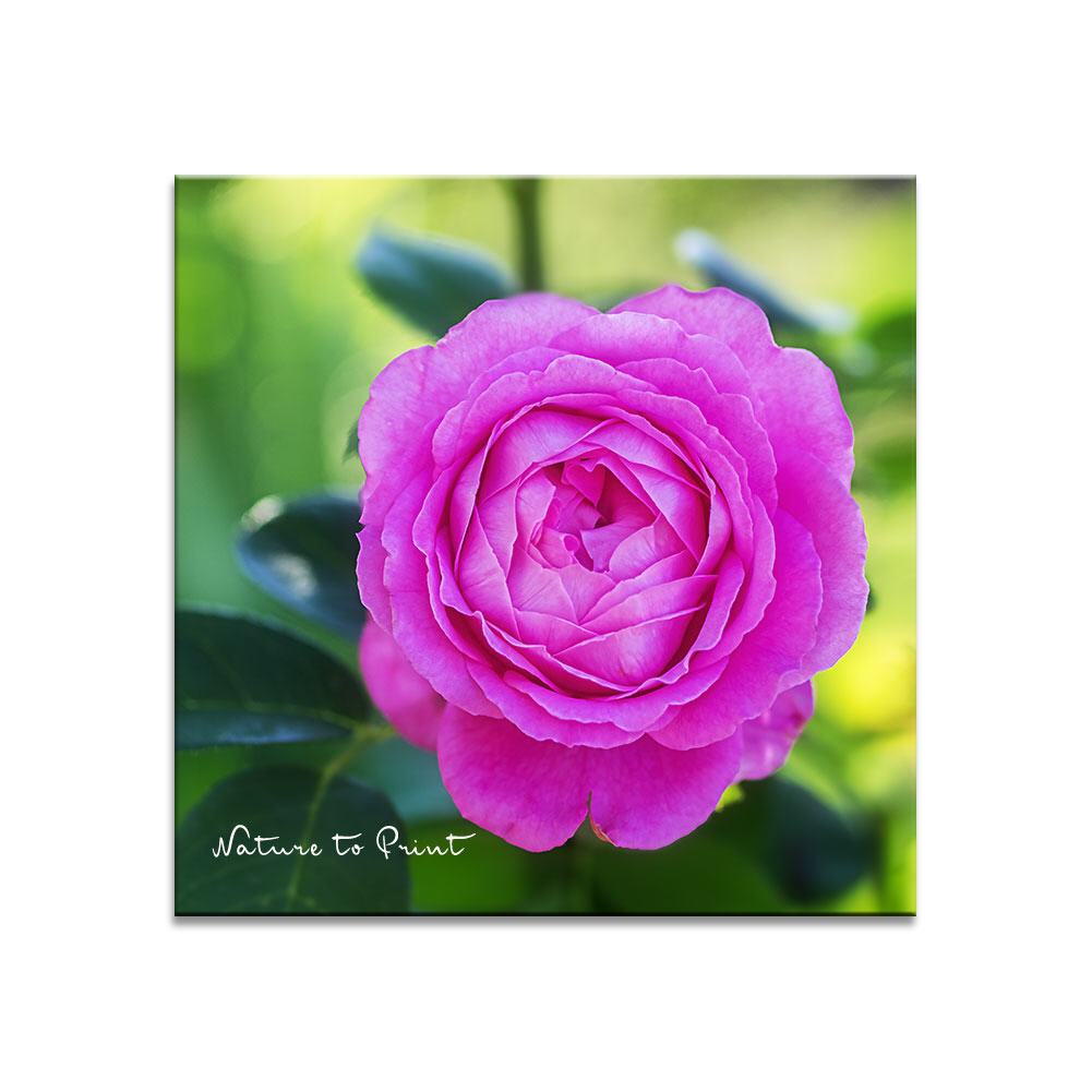 Rose Mrs. John Laing | Quadratisches Rosenbild auf Leinwand
