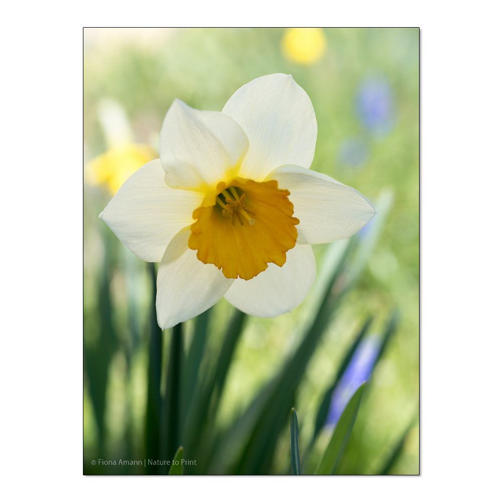 Weiße Osterglocke Blumenbild auf Leinwand, Kunstdruck oder FineArt