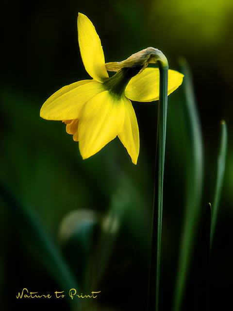 Blumenbild Frühlingserwachen goldene Narzisse