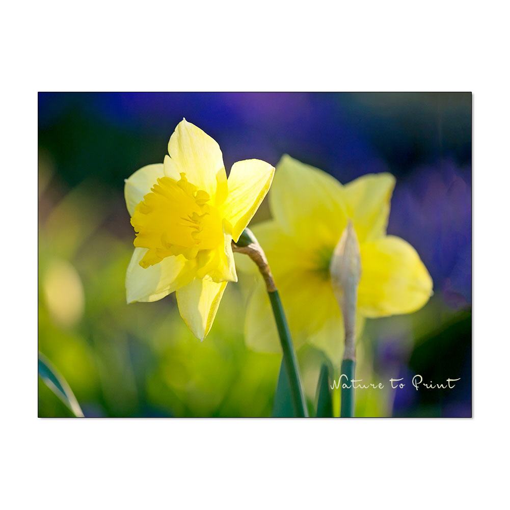 Gelbe Osterglocken Blumenbild auf Leinwand, Kunstdruck, Acrylglas, Alu, Kissen