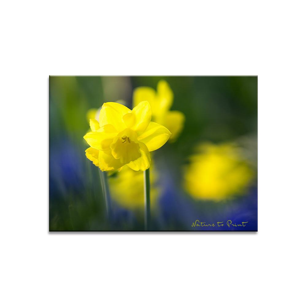 Windiger Frühlingstag mit Narzissen Blumenbild auf Leinwand, Kunstdruck oder FineArt