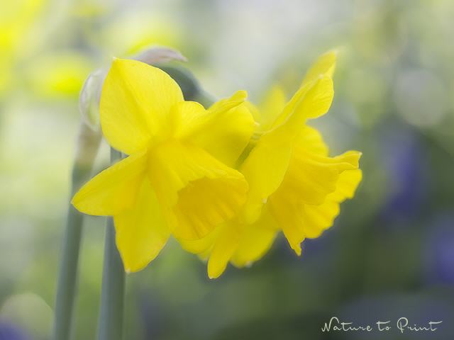 Blumenbild Hoffnungsträger gelbe Narzissen