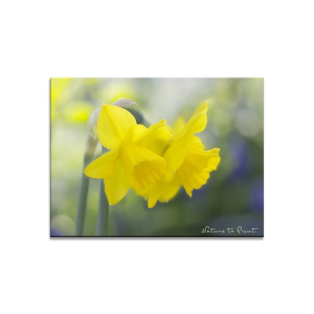 Hoffnungsträger gelbe Narzissen | Blumenbild auf Leinwand, FineArt, Fototapete, Kunstdruck, Blumenkissen