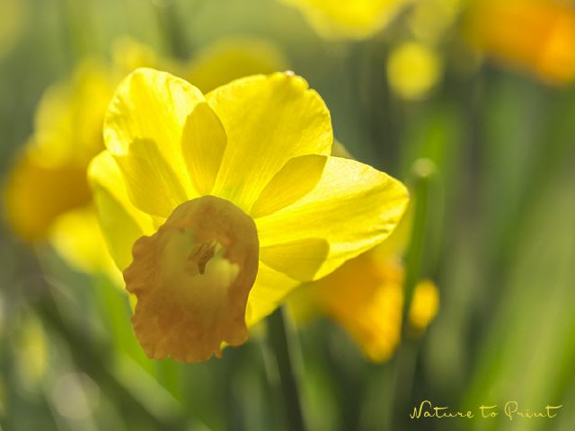 Blumenbild Plötzlich Frühling mit Narzissen