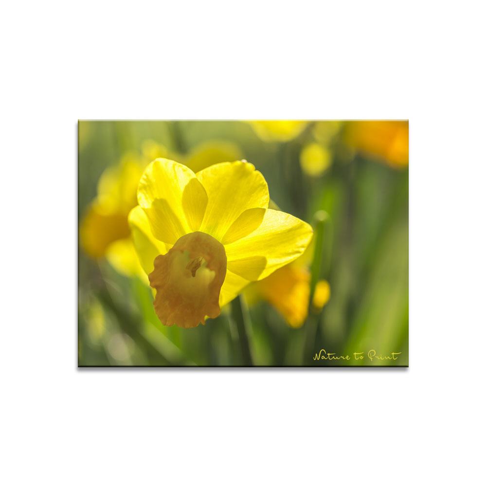 Plötzlich Frühling mit Narzissen | Blumenbild auf Leinwand, FineArt, Fototapete, Kunstdruck, Blumenkissen