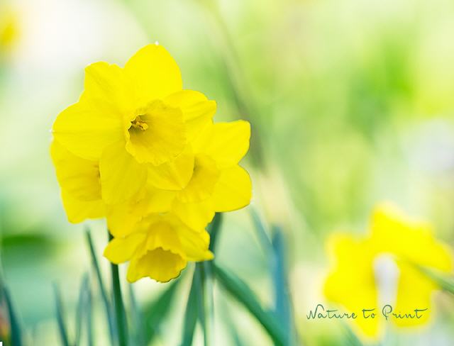 Frühlingsbild Gelb macht glücklich