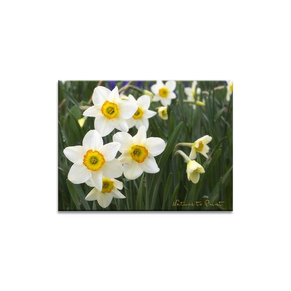 Frühlingsbild Ein Morgen mit Osterglocken Blumenbild auf Leinwand, Kunstdruck, Acrylglas, Alu, Kissen