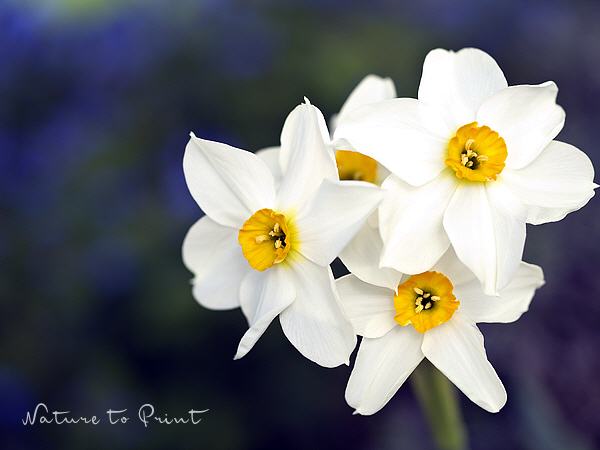 Frühlingsbild Strahlend weiße Narzissen