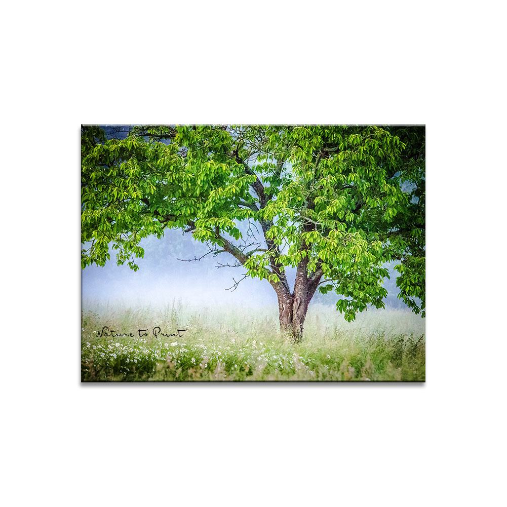 Leinwandbild Alter Kirschbaum im Nebel