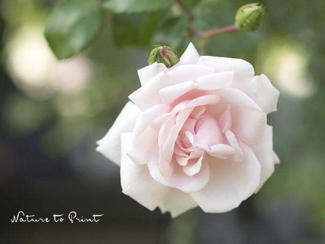 Blumenbild Rose New Dawn, die wahre Queen