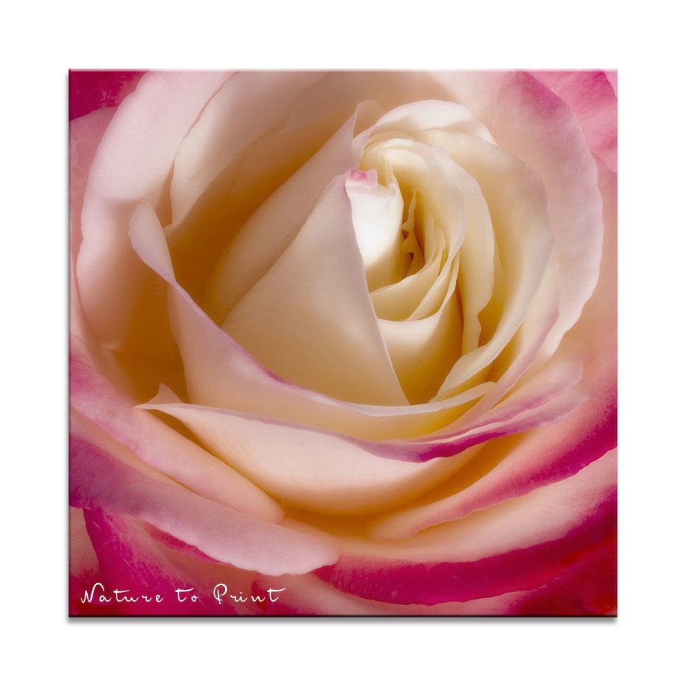 Rosenherz | Quadratisches Rosenbild auf Leinwand