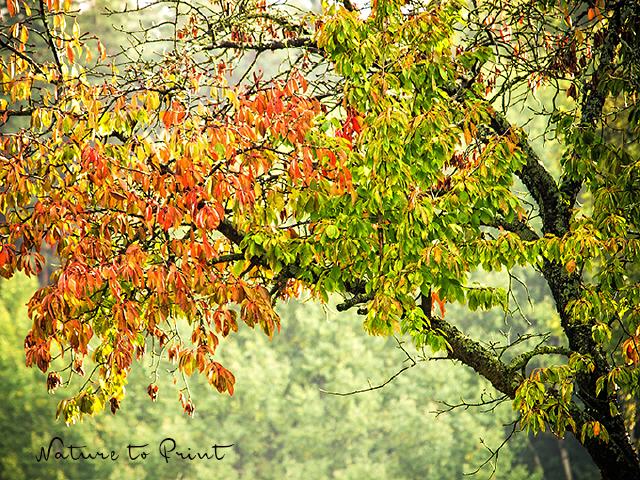 Landschaftsbild Oktoberglühen im Kirschbaum