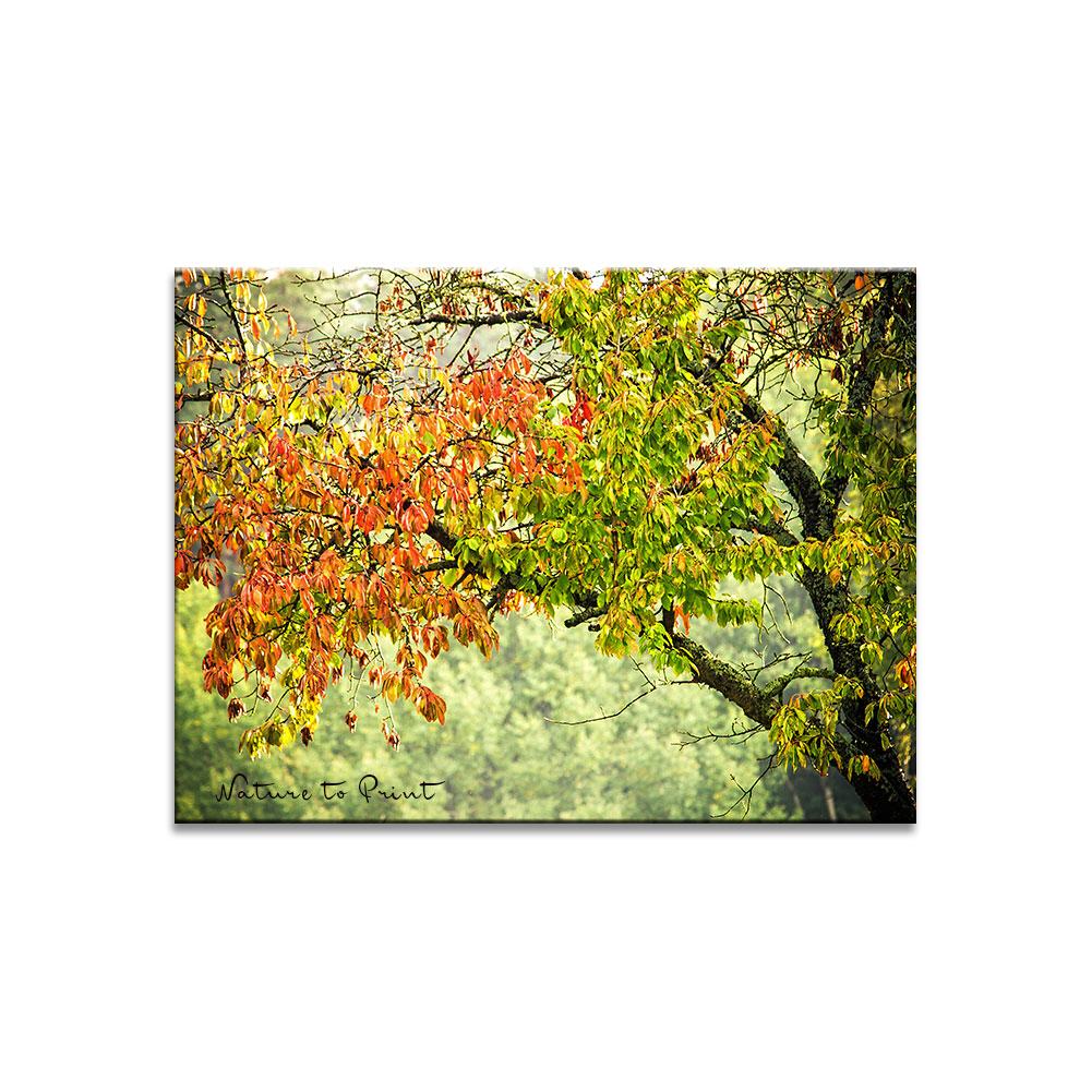 Kirschbaum  Blumenbild auf Leinwand, Kunstdruck, FineArt, Acrylglas, Alu, Fototapete, Kissen