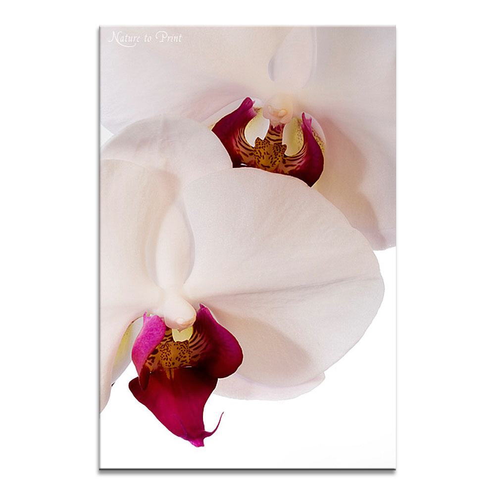 Orchideenbild: Doppelt schön