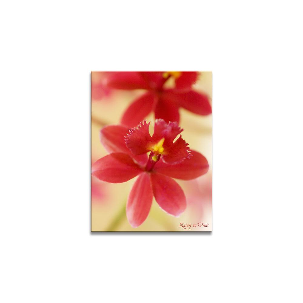 Blumenbild: Kleine rote Orchidee