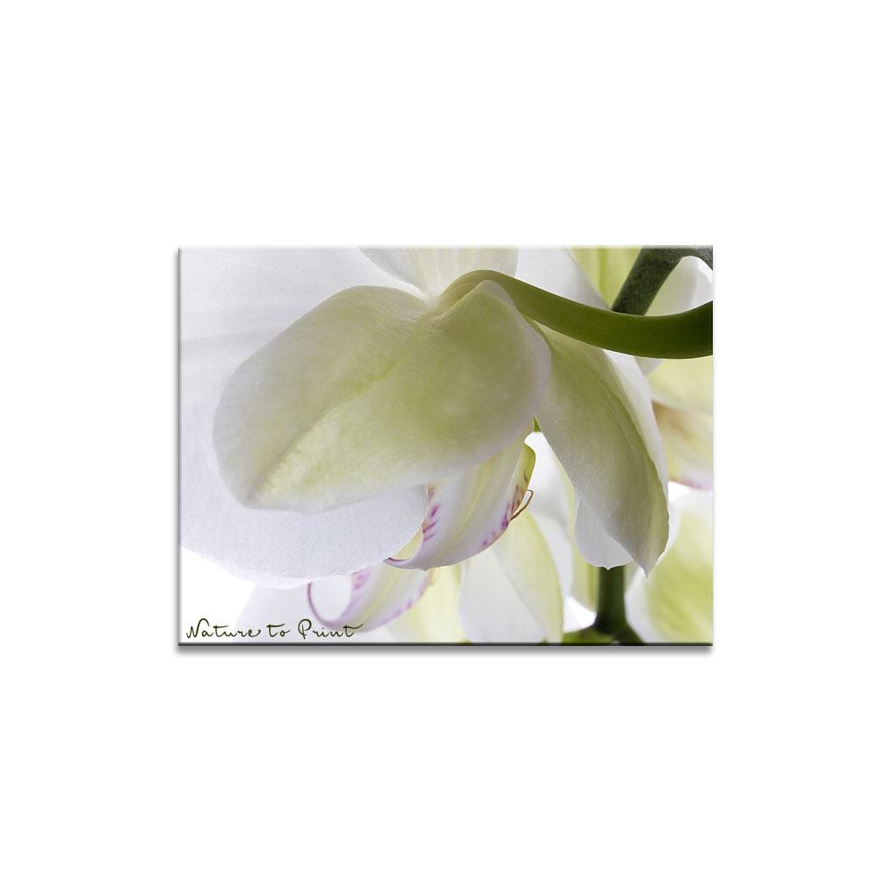 Orchideenbild: Reinheit und Anmut