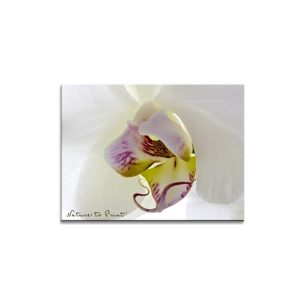 Big White Orchid Blumenbild auf Leinwand, FineArt, Kunstdruck, Kissen