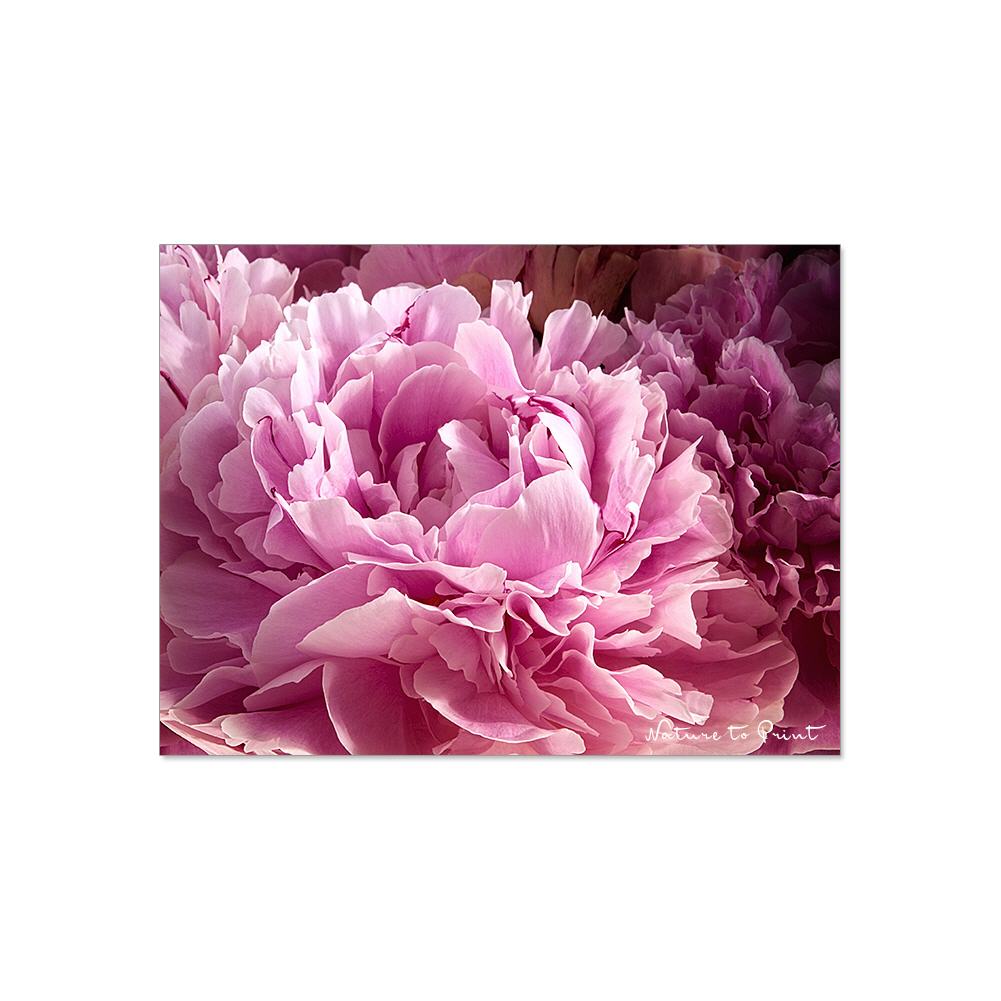 Blumenbild: Rosa Pfingstrosen-Romanze