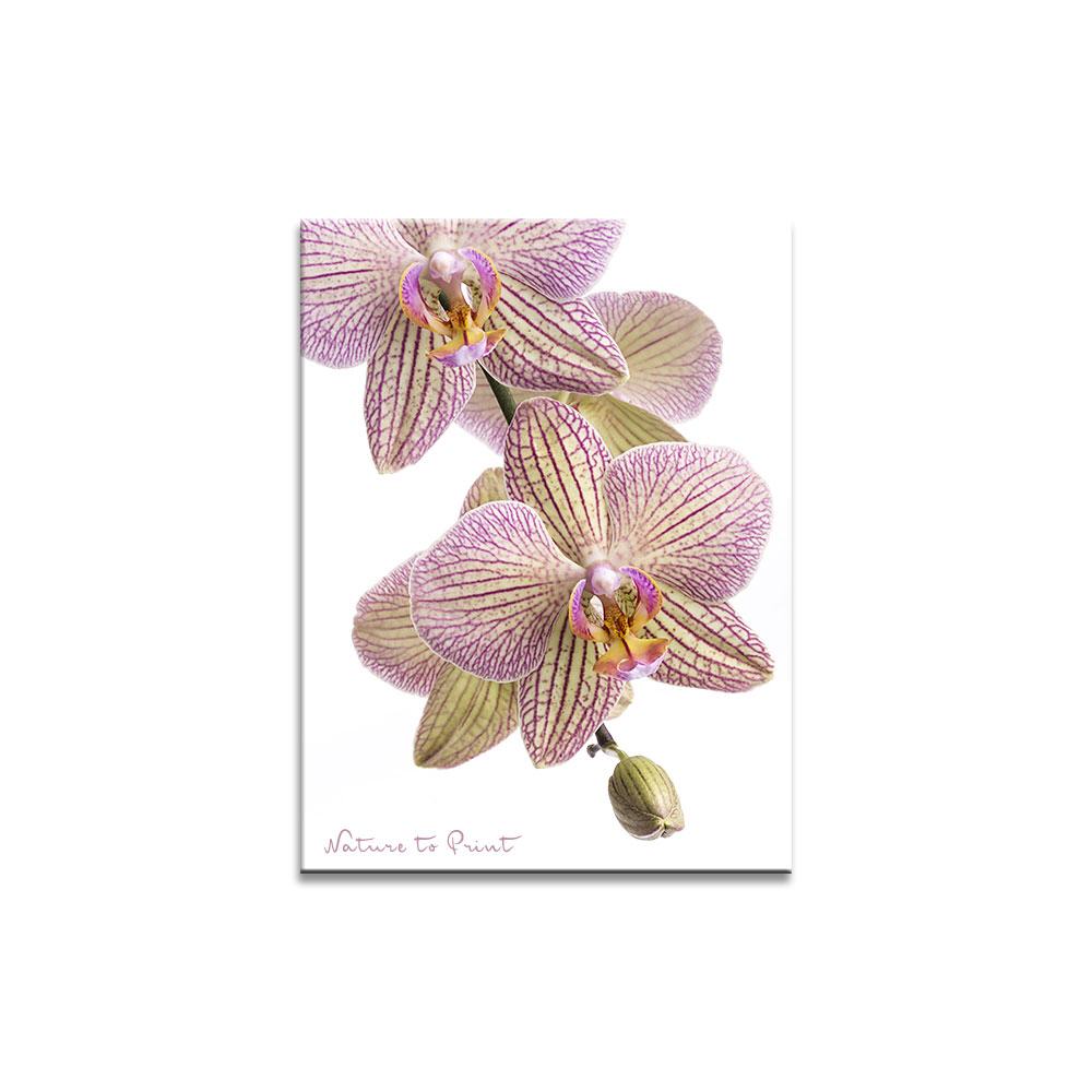 Geliebte Orchidee Blumenbild auf Leinwand, Kunstdruck oder FineArt