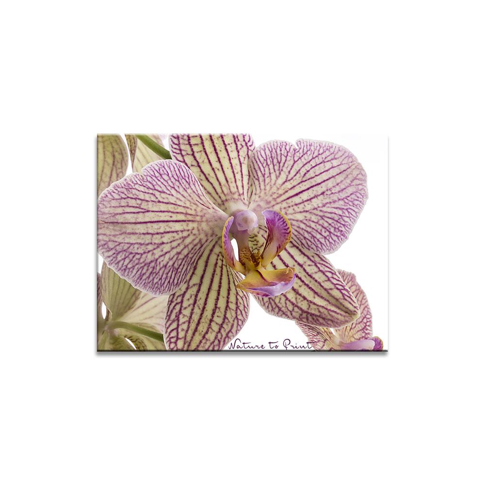 Orchideenbild: Pink-gelbe Phalaenopsis