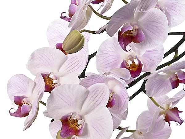 Blumenbild Orchideen-Traum