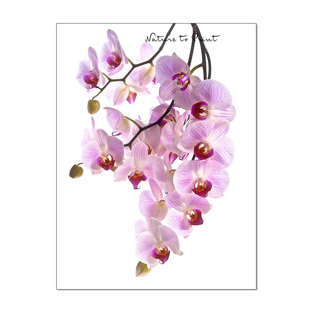 Rosa Orchideen  Blumenbild auf Leinwand, Kunstdruck, Acrylglas, Alu, Kissen