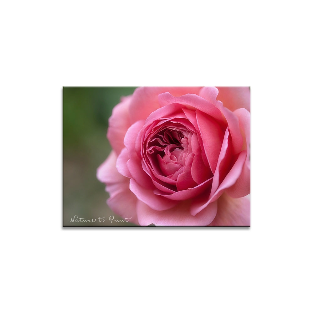 Rosenbild Adelige Rose