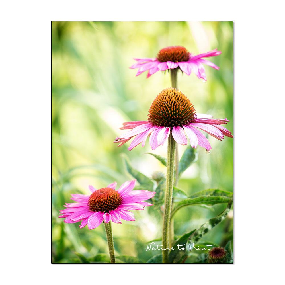 Sommerfreude Blumenbild auf Leinwand, Kunstdruck, Acrylglas, Alu, Kissen
