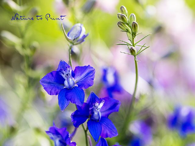 Blumenbild Blauer Jüngling