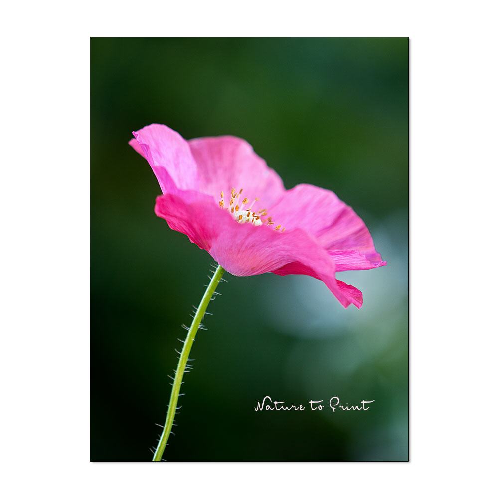 Rosa Klatschmohn Blumenbild auf Leinwand, Kunstdruck oder FineArt