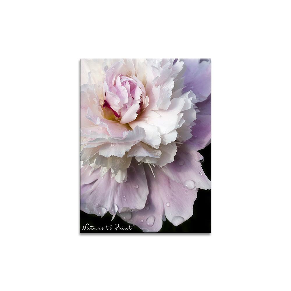 Taufrisch | Blumenbild auf Leinwand, Kunstdruck, FineArt, Acrylglas, Alu, Fototapete, Kissen