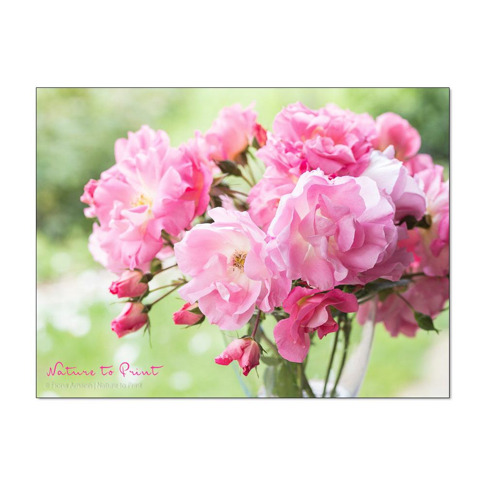 Rosenbild Sweet Manita. Blumenbild auf Leinwand, Kunstdruck, FineArt