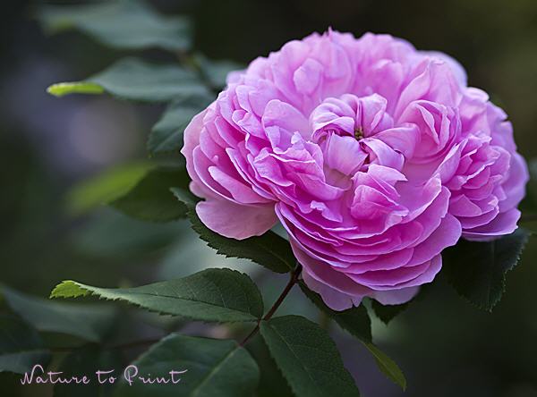 Rosenbild Persische Rose