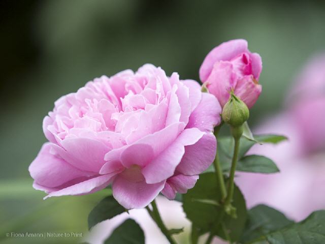 Blumenbild Mary Rose bezaubert alle